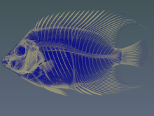 Scan of a Carribean Queen Angel Fish (Holacanthus ciliaris). The fish was scanned on the GE v|tome|xL 300 nano/microCT at 55.5 µm.​ Credit: Penn State. All Rights Reserved.