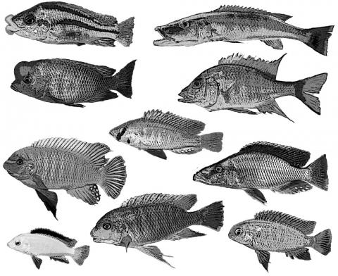 Photo of multiple kinds of fish